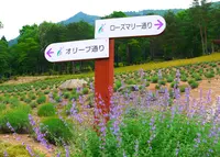 ラベンダーパーク多可の写真・動画_image_33260