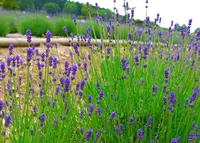 ラベンダーパーク多可の写真・動画_image_33262