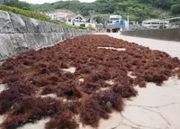 堂ケ島天窓洞の写真・動画_image_33358