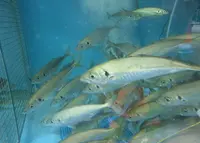 中之島漁港の写真・動画_image_34301