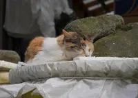 伊豆文邸の写真・動画_image_34891