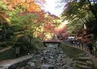 明治の森箕面国定公園の写真・動画_image_35053