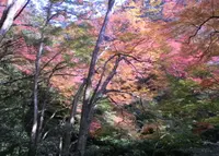 明治の森箕面国定公園の写真・動画_image_35054