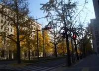 御堂筋の写真・動画_image_36058