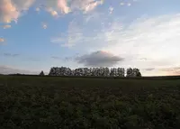 パッチワークの路の写真・動画_image_36396