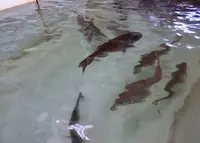 岬町海釣り公園　とっとパーク小島の写真・動画_image_38068