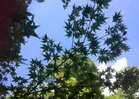 北野天満宮の写真・動画_image_38135