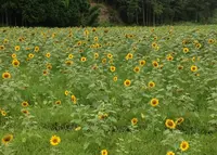 リフレかやの里の写真・動画_image_40524