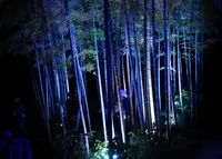 長谷寺の写真・動画_image_43295