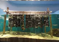仙台うみの杜水族館の写真・動画_image_44033