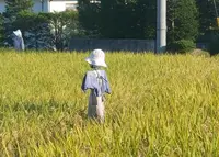 信濃大町の写真・動画_image_46344