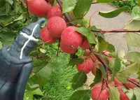 世界のりんご園の写真・動画_image_47195