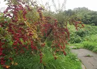 世界のりんご園の写真・動画_image_47196