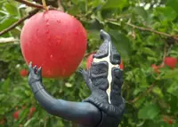 世界のりんご園の写真・動画_image_47197