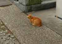 光明寺の写真・動画_image_50095