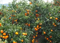 いのくち30番地の写真・動画_image_55343