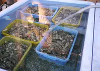 網元津田正水産の写真・動画_image_57109