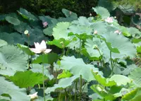 四天王寺【大阪】の写真・動画_image_58473