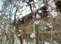 湯島天満宮（湯島天神）の写真・動画_image_62252