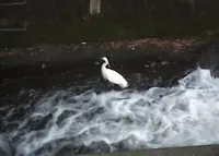 神田川の写真・動画_image_62657