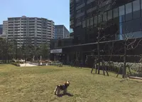 メリプリンチペッサ 豊洲の写真・動画_image_65688