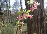 野山北公園・あそびの森・冒険の森の写真・動画_image_67550