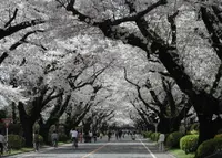東京学芸大学の写真・動画_image_68878