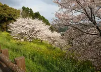 菊池市役所 総合体育館の写真・動画_image_69998