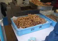 大阪府漁業組合の写真・動画_image_70050