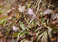 川口米の写真・動画_image_71694