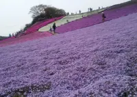 東京ドイツ村の写真・動画_image_73269