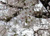 小平市の写真・動画_image_74471