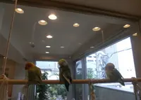 ことりカフェ 心斎橋の写真・動画_image_74970