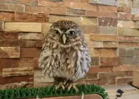 フクロウカフェ LUCKYOWLの写真・動画_image_74978