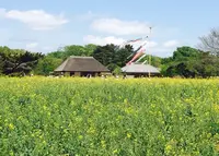 国営ひたち海浜公園の写真・動画_image_75032