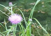 モネの池（名もなき池）の写真・動画_image_78631