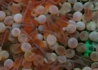 川口米の写真・動画_image_79290