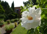 いつも花が咲いているの写真・動画_image_79990