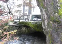 大ケヤキ（木の根橋）の写真・動画_image_96806