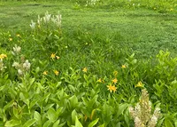 栂池自然園の写真・動画_image_1157925