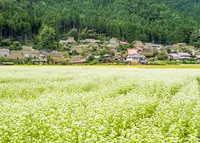 美山かやぶきの里の写真・動画_image_1180375