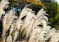 ひたすら歩きますの写真・動画_image_127976