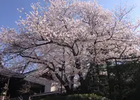 大谷本廟の写真・動画_image_132383