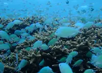 渡嘉敷島の写真・動画_image_133462