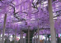 大歳神社　千年藤の写真・動画_image_134550