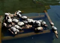 厳島神社（弁天池）の写真・動画_image_134615