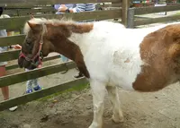 清里ポニー牧場の写真・動画_image_134737