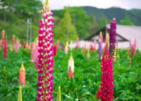 味わいの里みかづき　ルピナス畑の写真・動画_image_135407