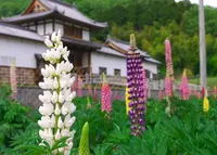 三日月藩乃井野陣屋館の写真・動画_image_135408