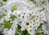 いつも花が咲いているの写真・動画_image_136777